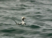 Long-tailed Duck, eastern Hokkaido