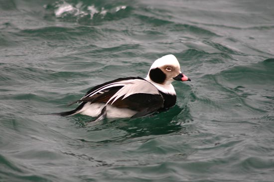 Long-tailed Duck, eastern Hokkaido