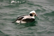 Long-tailed Duck, eastern Hokkaido