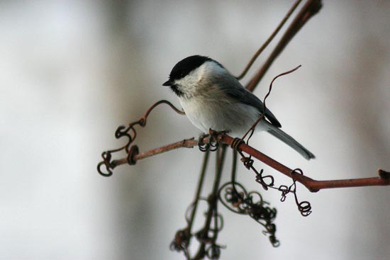 Marsh Tit, Lake Furen area, eastern Hokkaido
