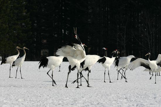 Red-crowned Cranes, eastern Hokkaido