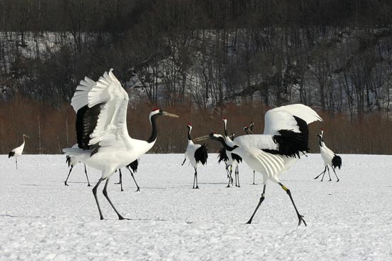 Red-crowned Cranes, eastern Hokkaido