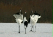 Red-crowned Cranes, eastern Hokkaido