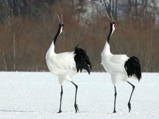 Red-crowned Cranes, eastern Hokkaido