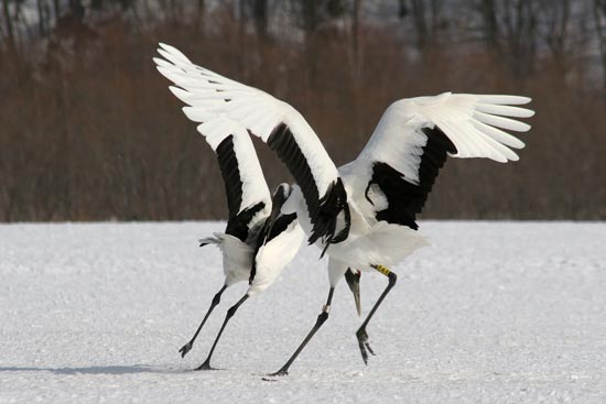 Red-crowned Cranes, eastern Hokkaido