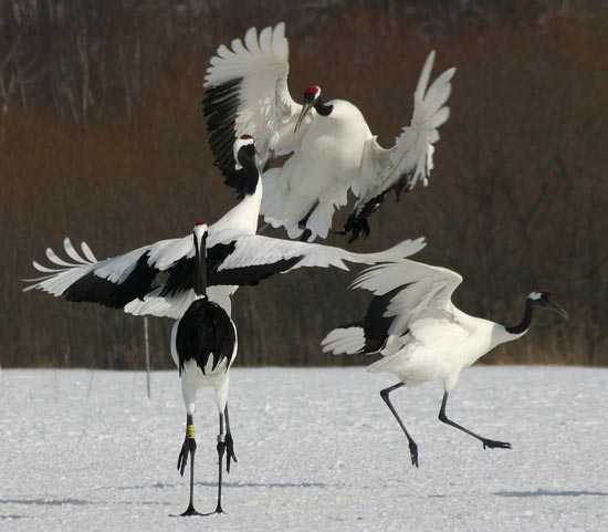 Red-crowned Cranes, eastern Hokkaido