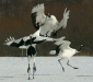 Red-crowned Cranes, eastern Hokkaido