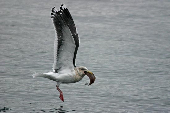 Slaty-backed Gull, Rausu, north-east Hokkaido