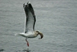 Slaty-backed Gull, Rausu, north-east Hokkaido