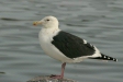 Slaty-backed Gull, Rausu, north-east Hokkaido