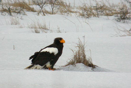 Stellers Sea Eagle, Lake Furen, eastern Hokkaido
