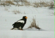Stellers Sea Eagle, Lake Furen, eastern Hokkaido