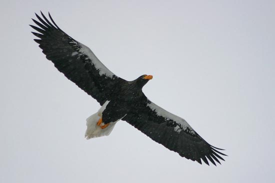 Steller's Sea Eagle, Rausu, north-east Hokkaido