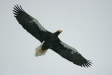 Steller's Sea Eagle, Rausu, north-east Hokkaido