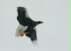 Steller's Sea Eagle, Rausu, north-east Hokkaido