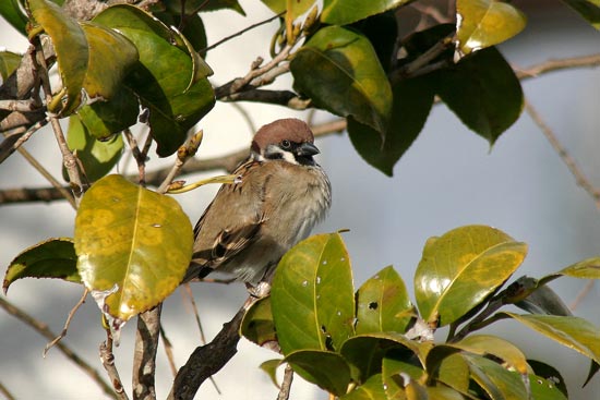 Tree Sparrow, Arasaki, Kyushu