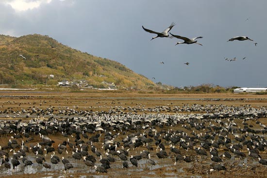 White-naped and Hooded Cranes, Arasaki, Kyushu