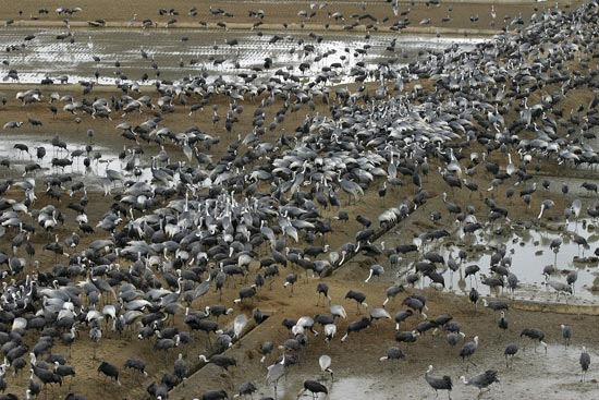 White-naped and Hooded Cranes, Arasaki, Kyushu