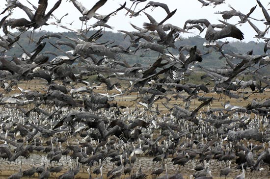 White-naped Crane, Arasaki, Kyushu