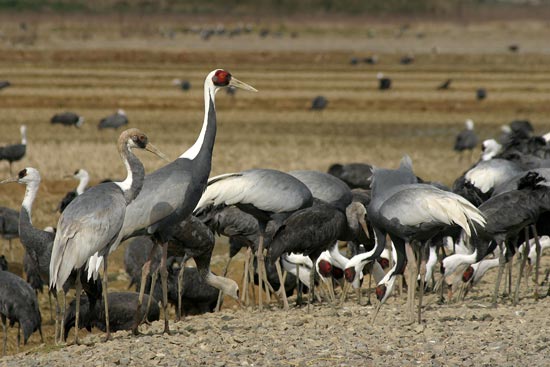 White-naped Crane, Arasaki, Kyushu