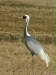 White-naped Crane, Arasaki, Kyushu
