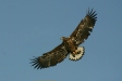 White-tailed Eagle, Rausu, north-east Hokkaido
