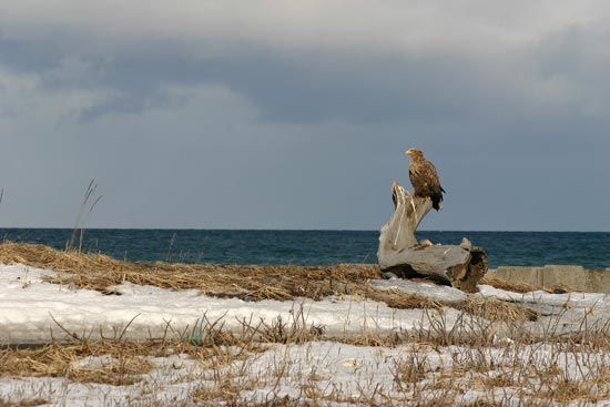 White-tailed Eagle, Cape Nossapu, eastern Hokkaido