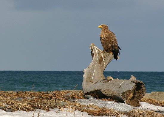 White-tailed Eagle, Cape Nossapu, eastern Hokkaido
