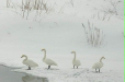 Whooper Swans, Rausu, north-east Hokkaido