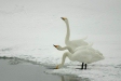 Whooper Swans, Rausu, north-east Hokkaido