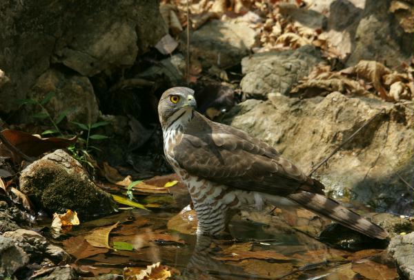 Crested Goshawk