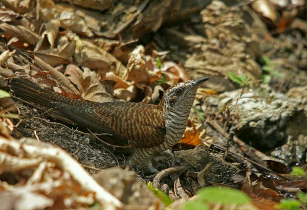 Banded Bay Cuckoo