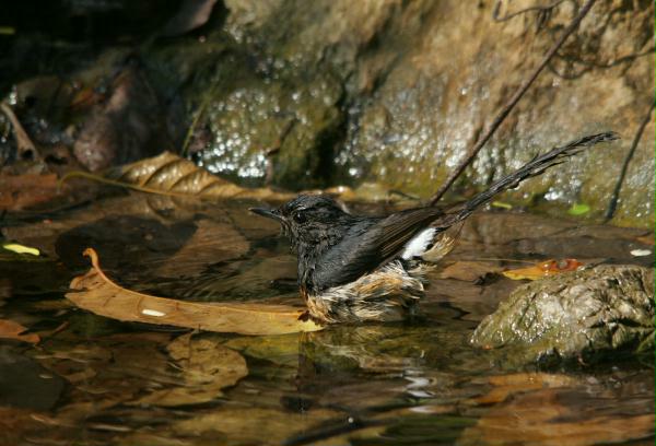 White-rumped Sharma