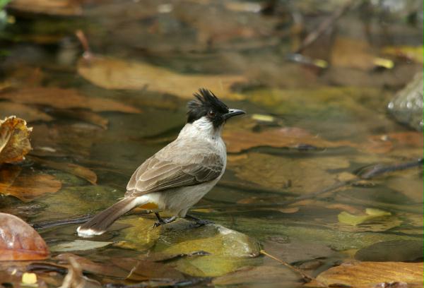 Sooty-headed Bulbul