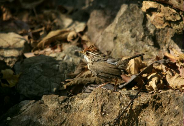 Rufous-fronted Babbler