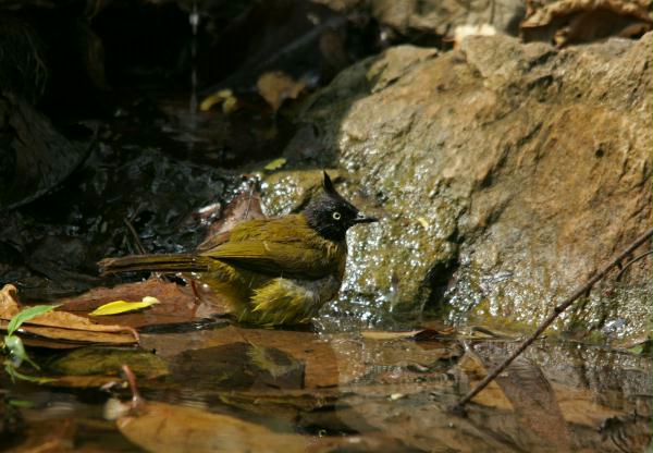 Black-crested Bulbul