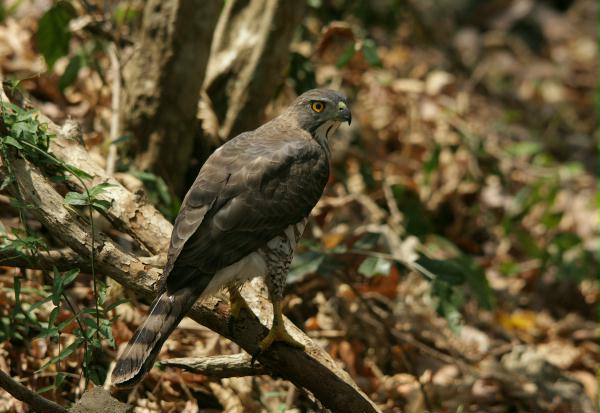 Crested Goshawk