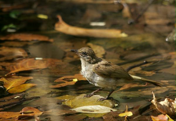 Streak-eared Bulbul