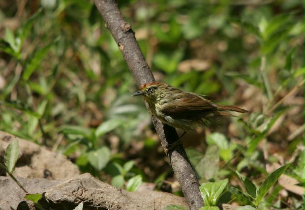 Striped Tit Babbler