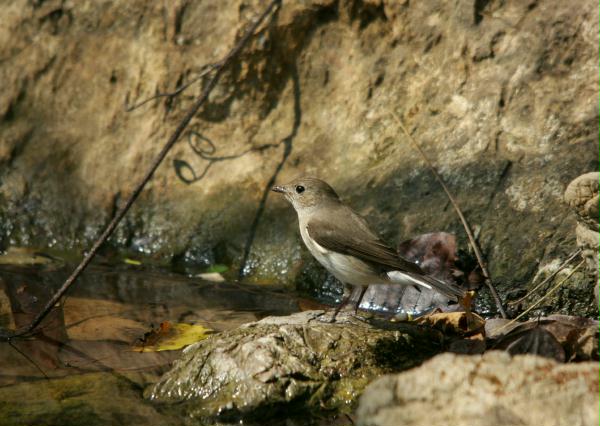 Red-throated Flycatcher