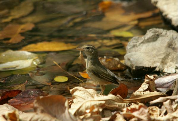 Radde's Warbler