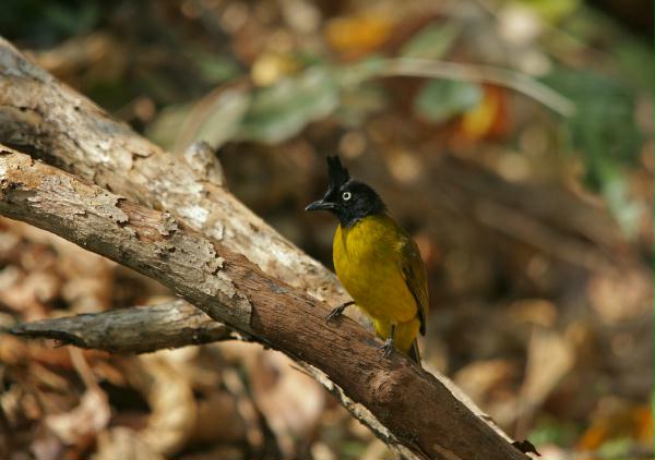 Black-crested Bulbul