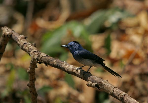 Black-naped Monarch