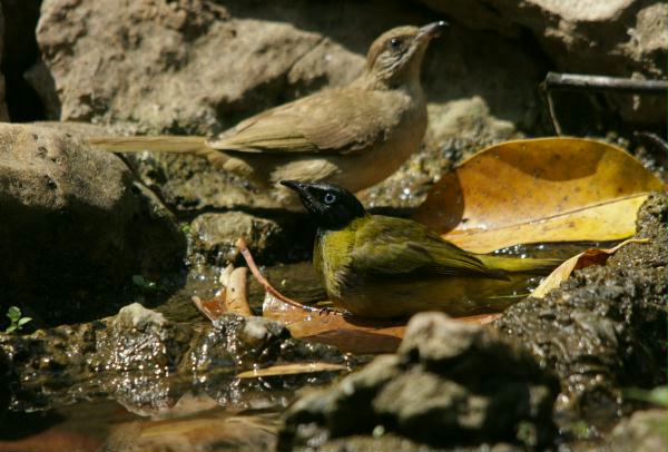 Black-headed Bulbul