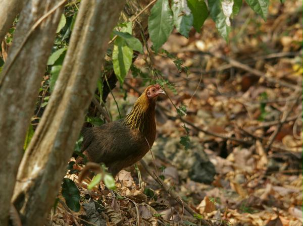 Red Junglefowl