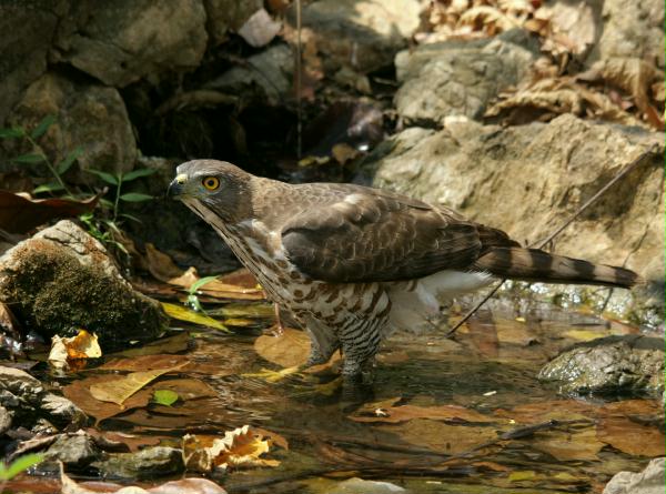 Crested Goshawk