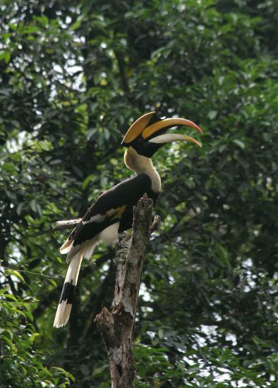 Great Hornbill