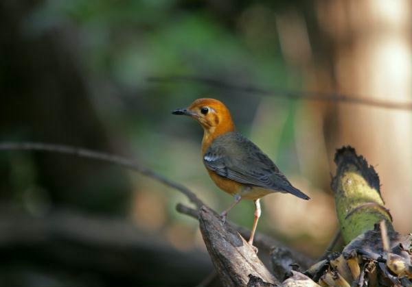 Orange-headed Thrush