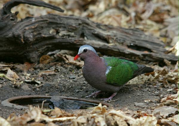 Emerald Dove