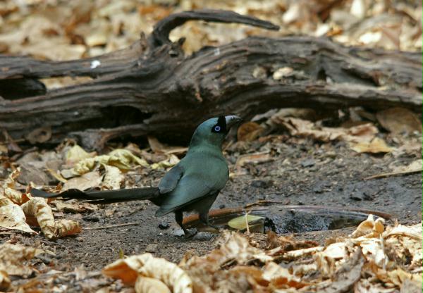 Racket-tailed Treepie